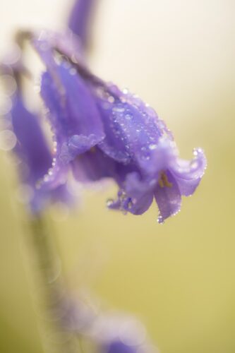Diana parkhouse suxvevtpxds unsplash